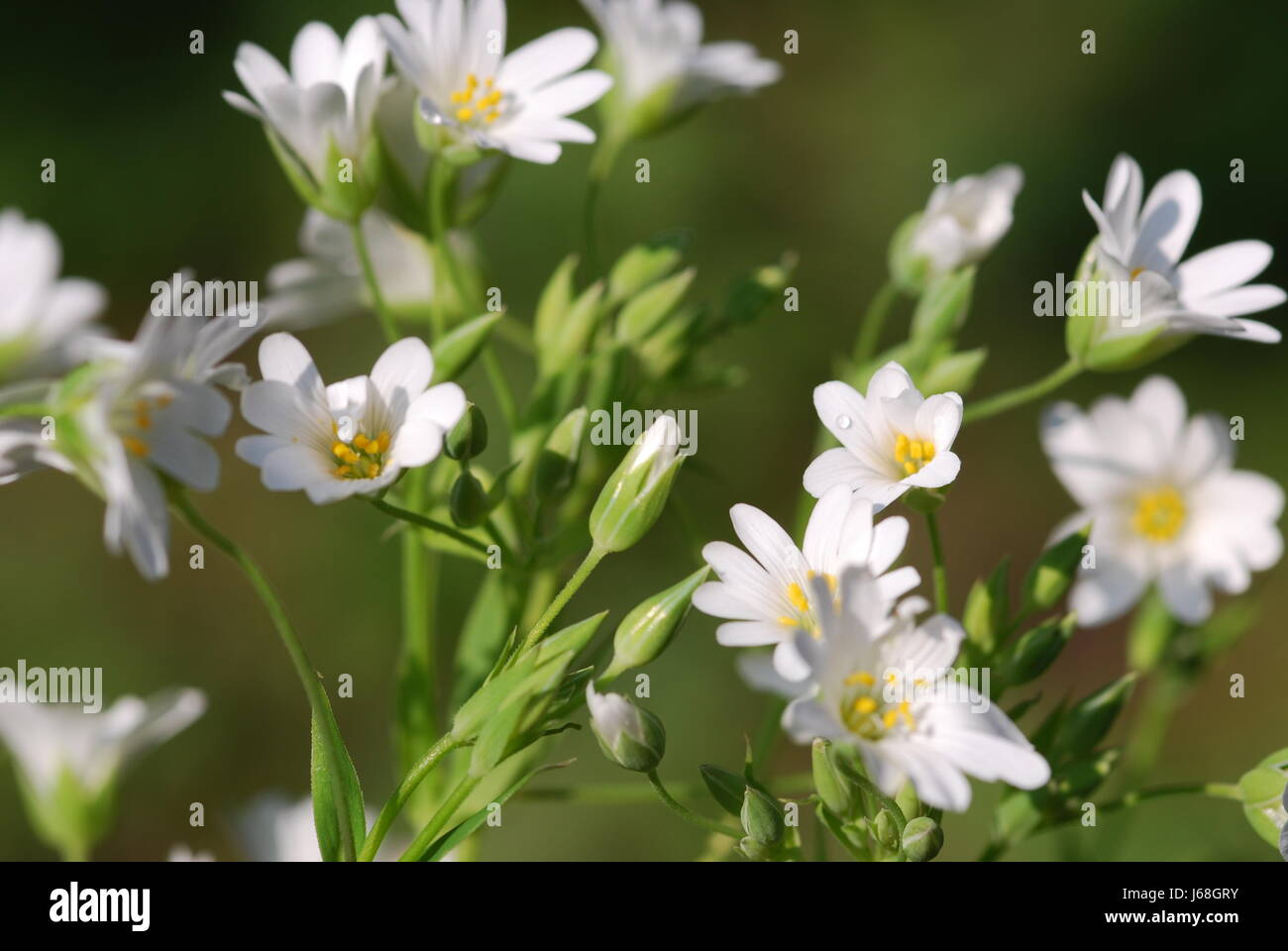 In gran parte di grandi dimensioni impianto bloom blossom fiorire fiorente in gran parte di grandi dimensioni Foto Stock