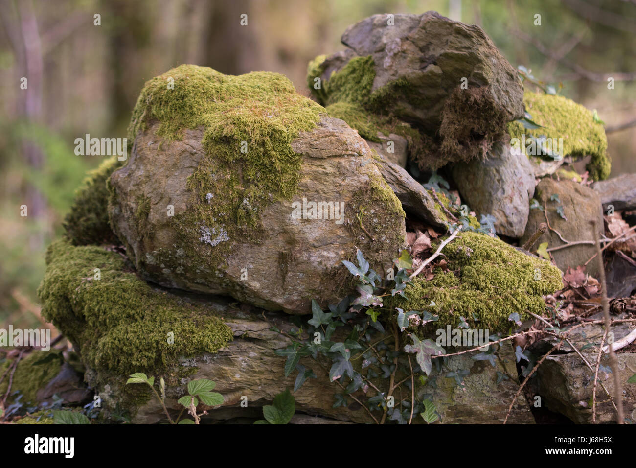 Treccia di roverella-moss (Hypnum callichroum) Foto Stock