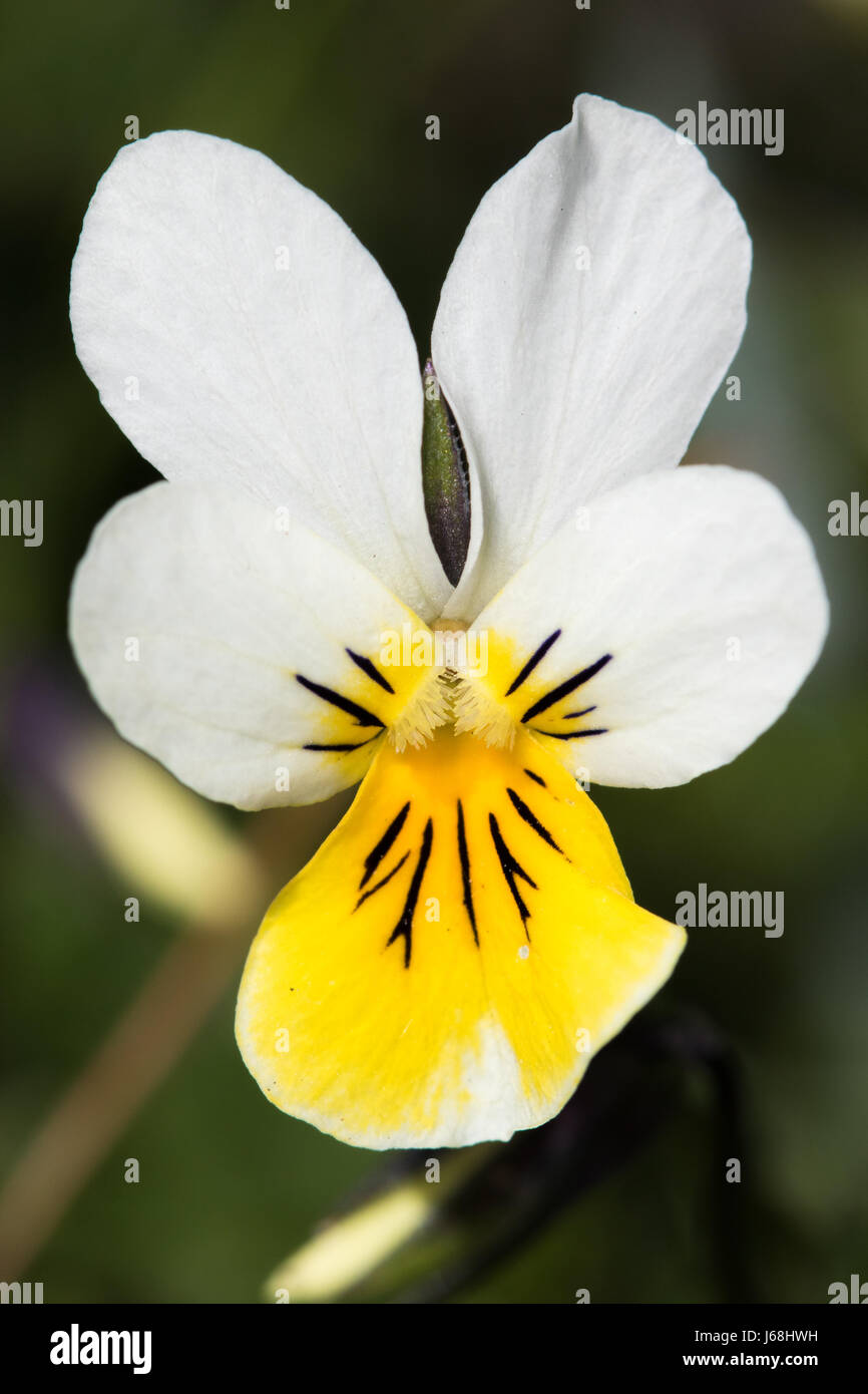 Dune Pansy (Viola tricolore ssp. curtsii) Foto Stock