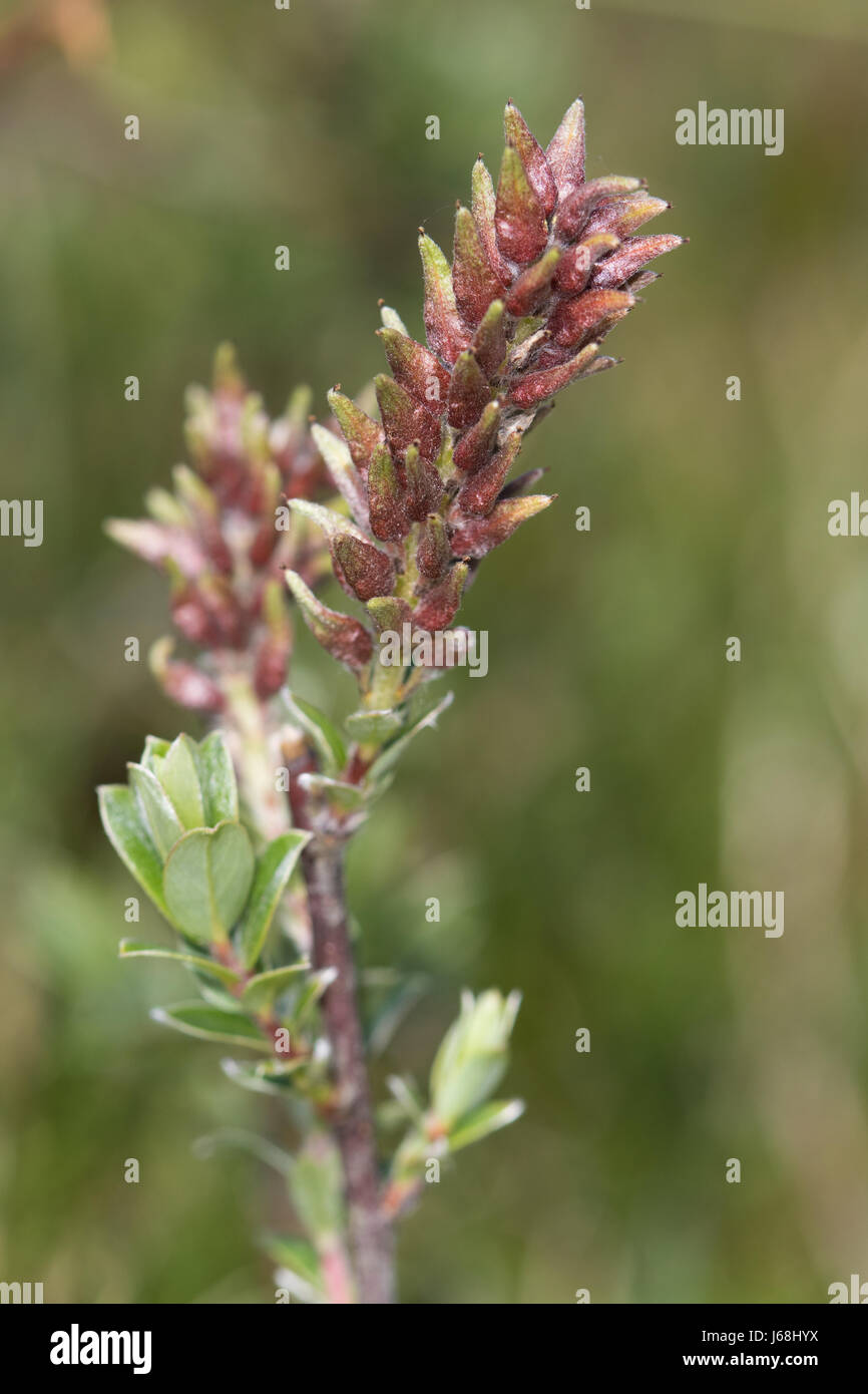 Femmina Salice strisciante (Salix repens) Fiori Foto Stock