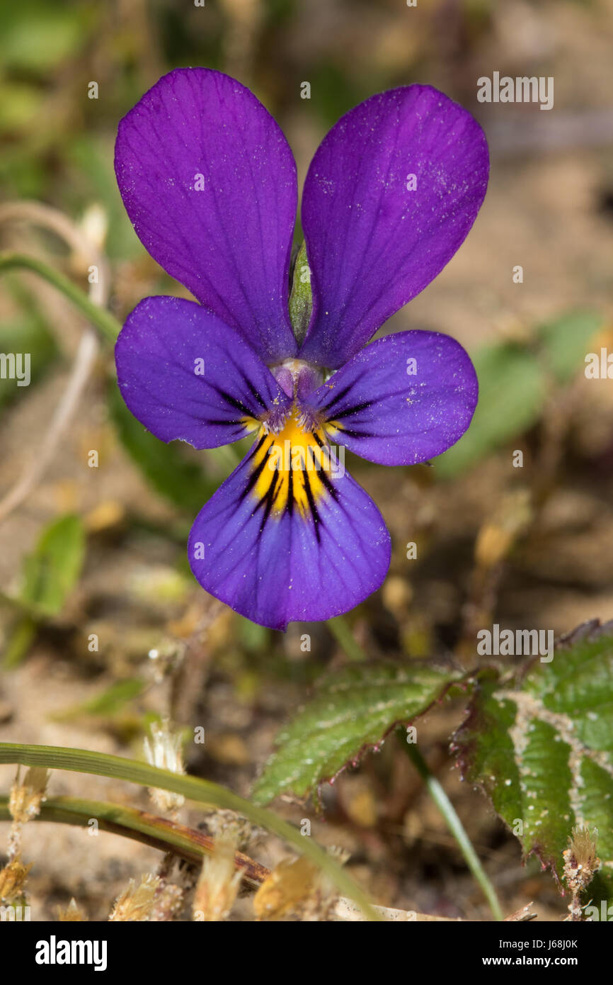 Dune Pansy (Viola tricolore ssp. curtsii) Foto Stock