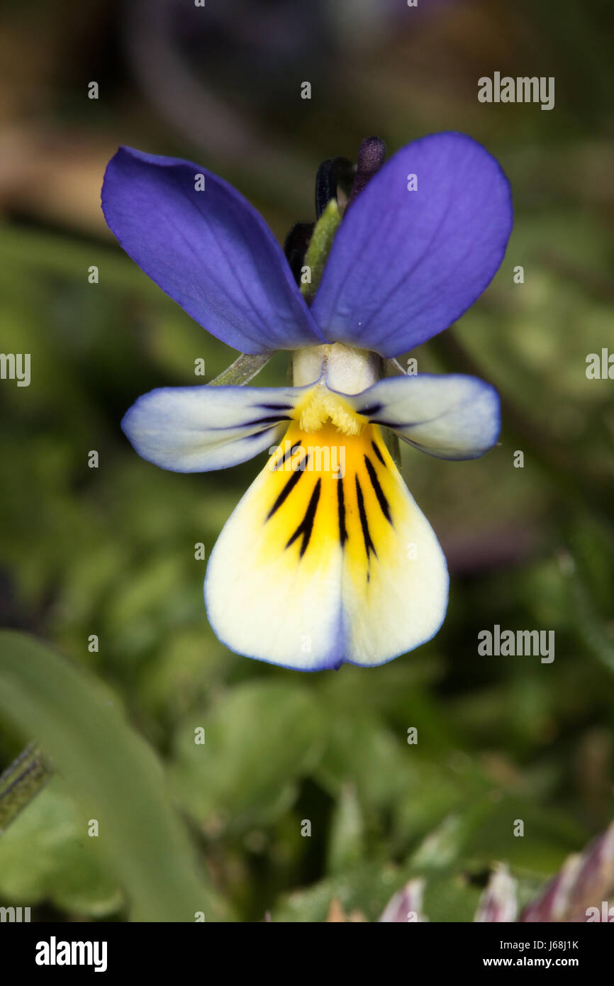 Dune Pansy (Viola tricolore ssp. curtisii) Foto Stock