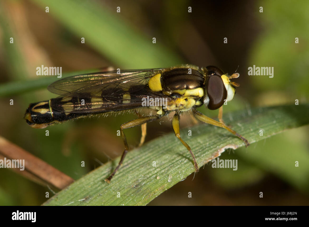 Hoverfly (Sphaerophoria spp.) Foto Stock
