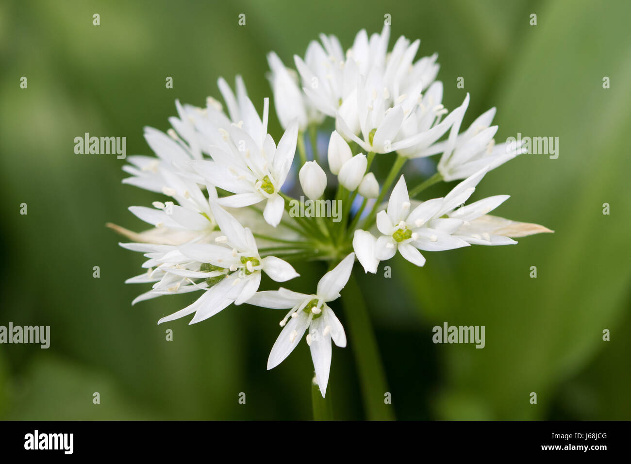 Ramsoms (Allium ursinum) fiore Foto Stock