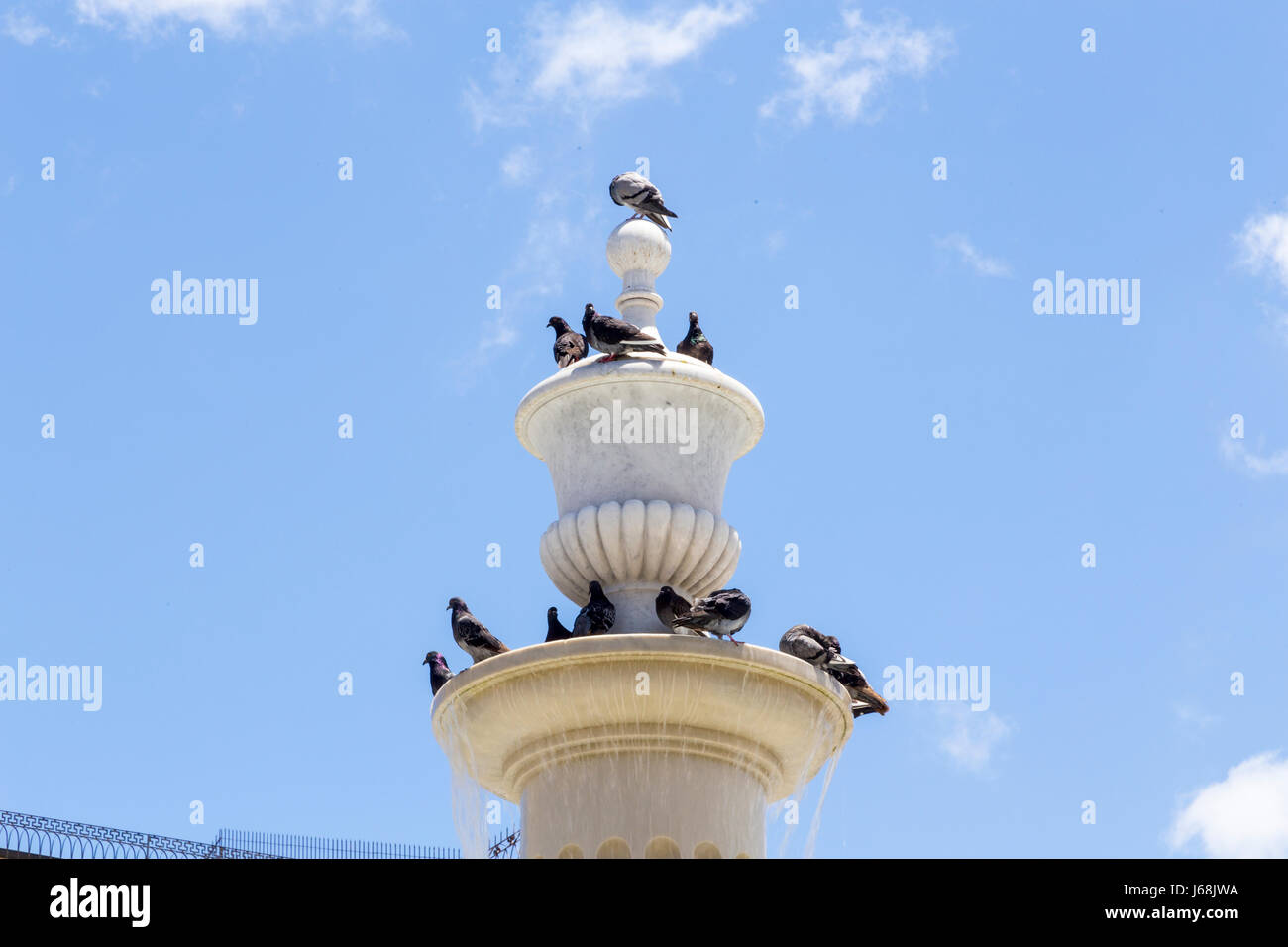 Uccelli a una sorgente di acqua, Havana, Cuba Foto Stock