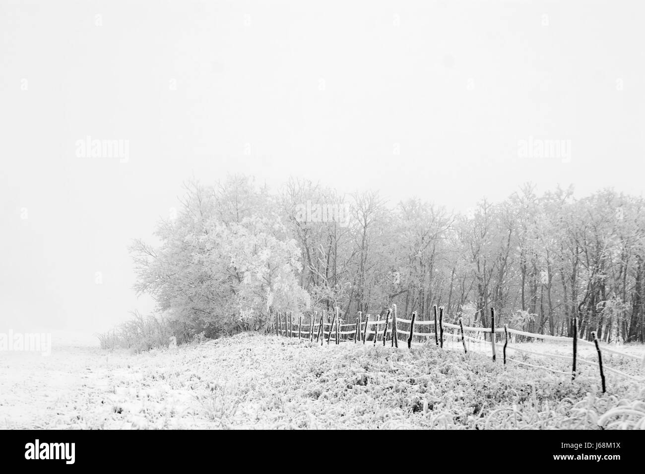 Dio tree orizzonte vacanze vacanze vacanze inverno freddo nuovo campo neve Foto Stock