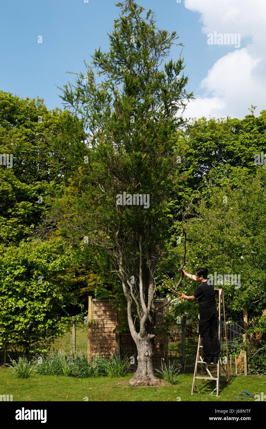 Maschio di alberi Potatura Foto Stock