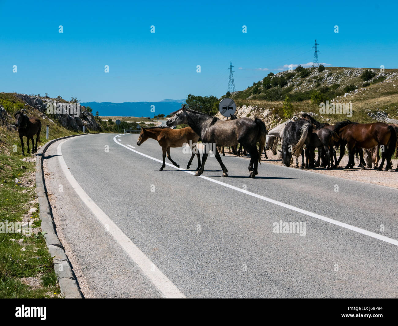 Cavalli selvaggi attraversare una strada. Foto Stock