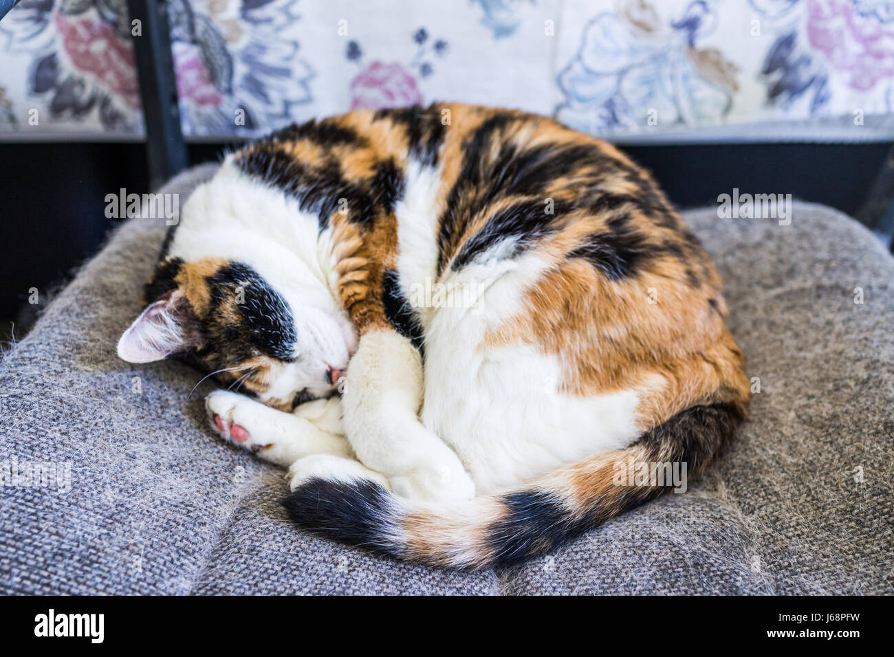 Primo piano della gatta calico dormire sdraiati avvolto a ricciolo in sedia con la coda intorno al corpo e capelli di spargimento Foto Stock