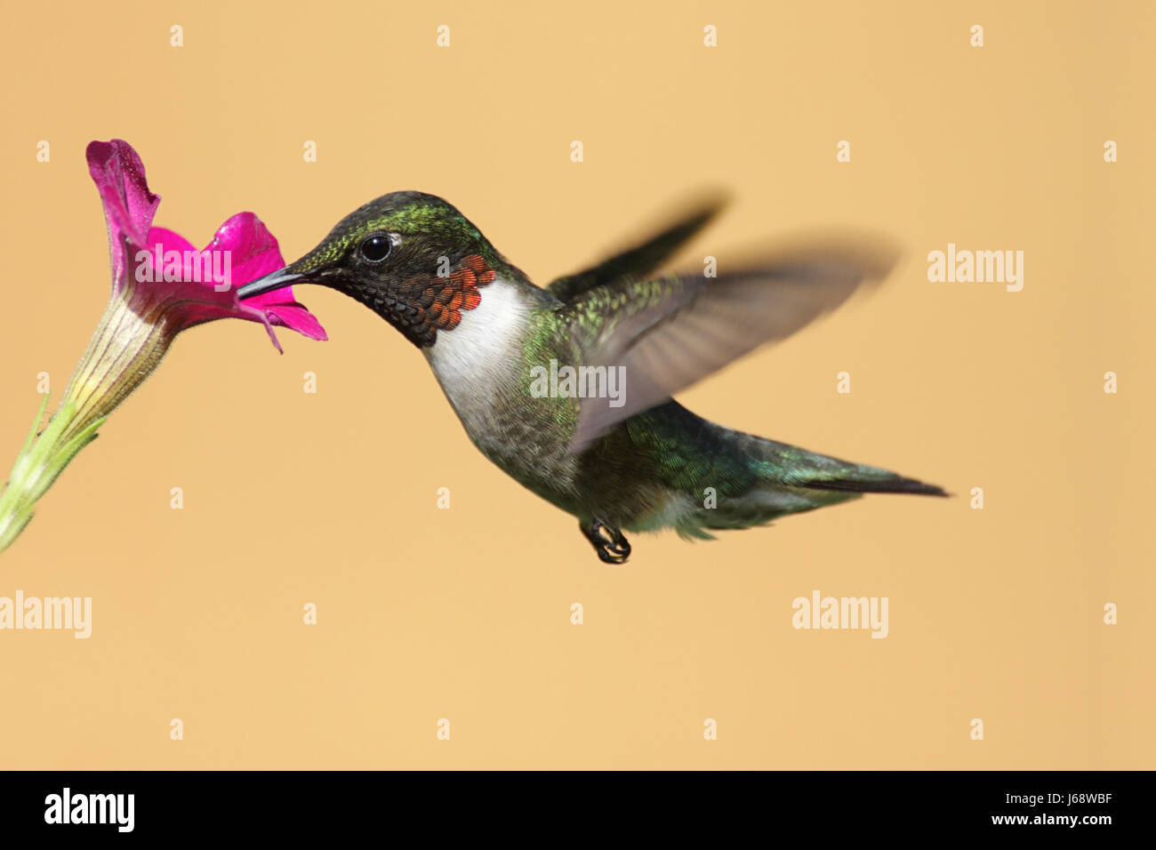 Piante e fiori uccelli selvatici selvatici hummingbird animale di natura uccelli fiore pianta Foto Stock