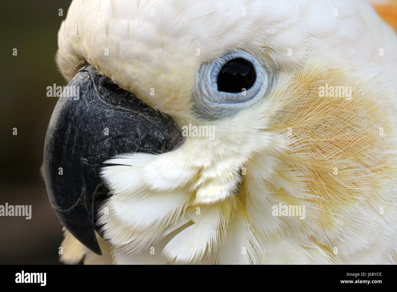 Uccelli uccelli animali vertebrati parrot natura talk parla di lingua parlata parlare Foto Stock