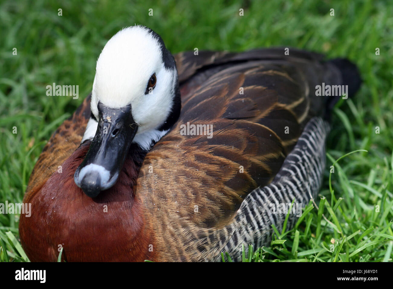 Bird,animali,uccelli,duck,vertebrati,entenvgel,gnsevgel,anatidi Foto Stock