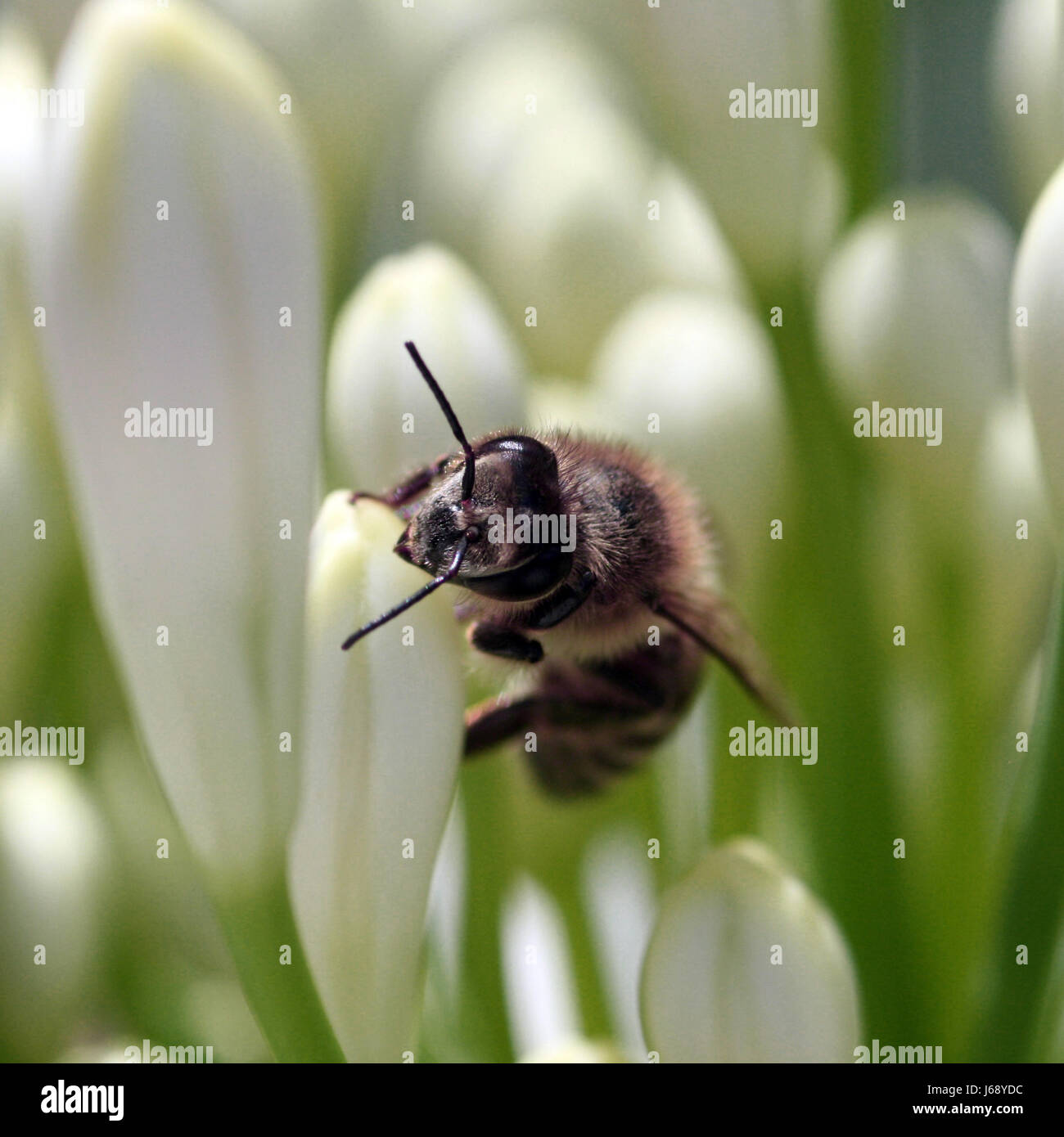 Insetti,l'ala,sting,honeybee,buzz,miele,insetti,bee Foto Stock