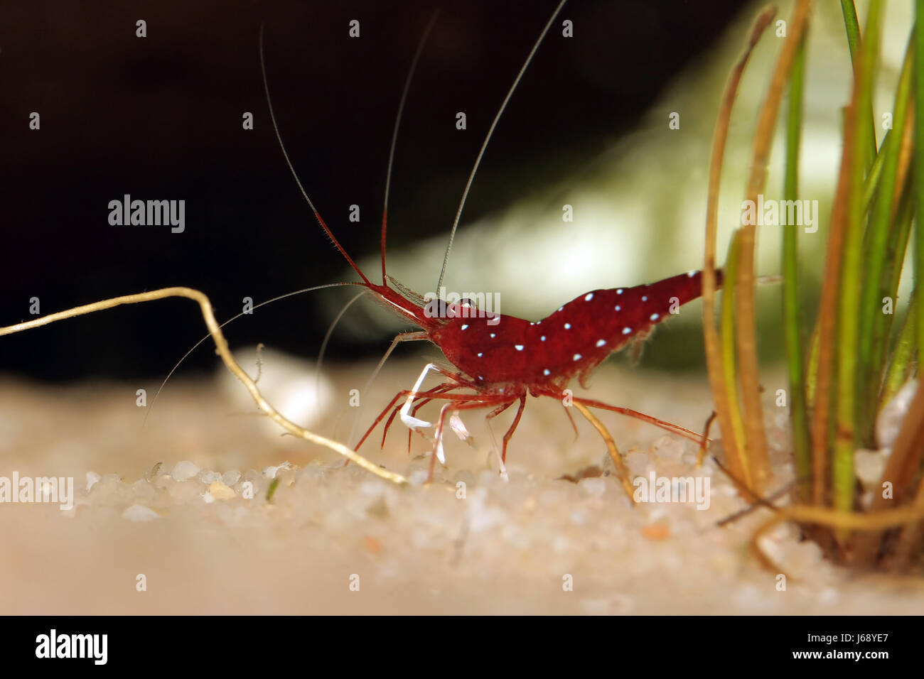 Caridina sp. il cardinale Foto Stock