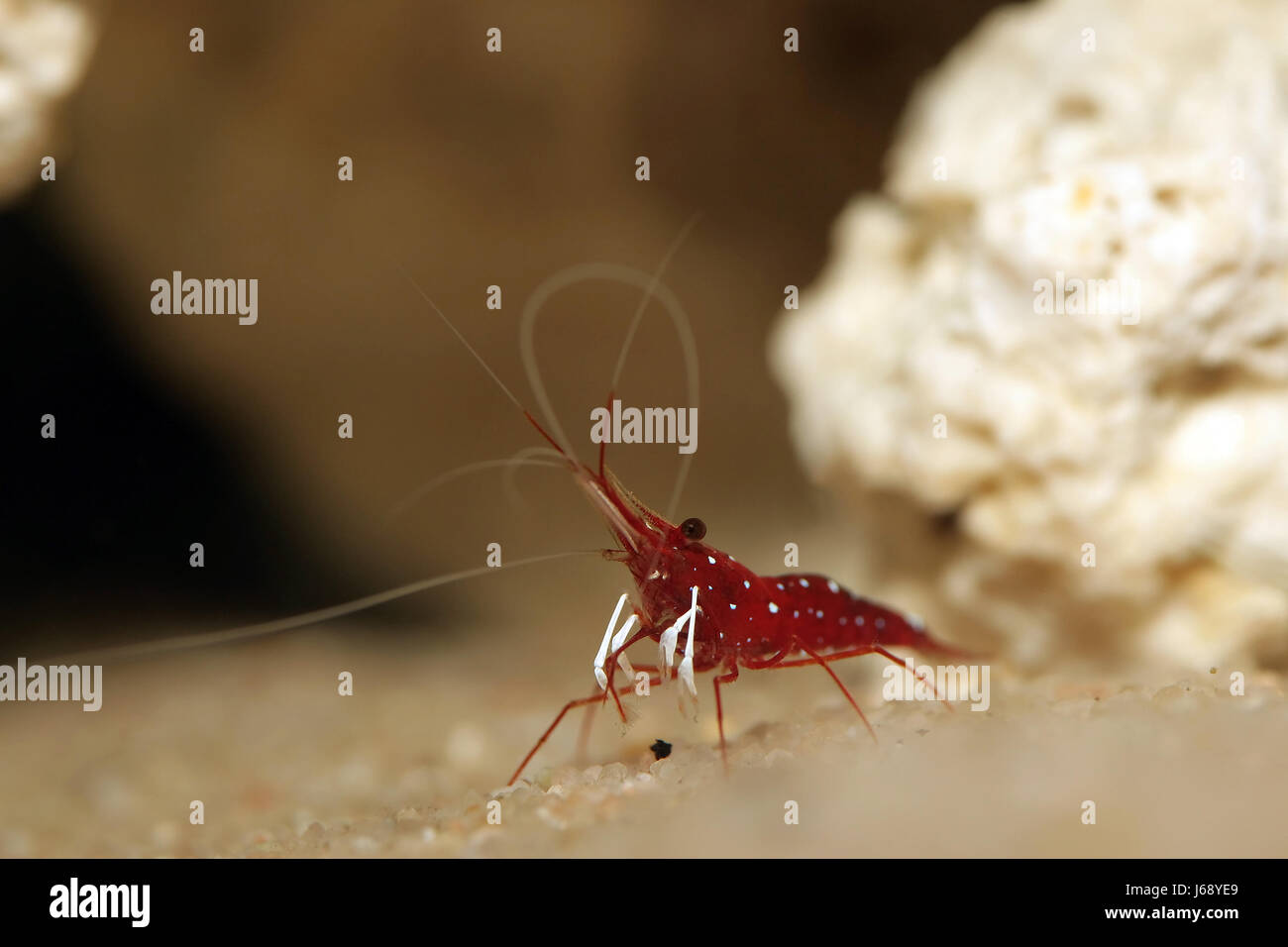 Gamberi di acqua dolce acqua cardinale bianco caucasico europeo piccolo piccolo Foto Stock