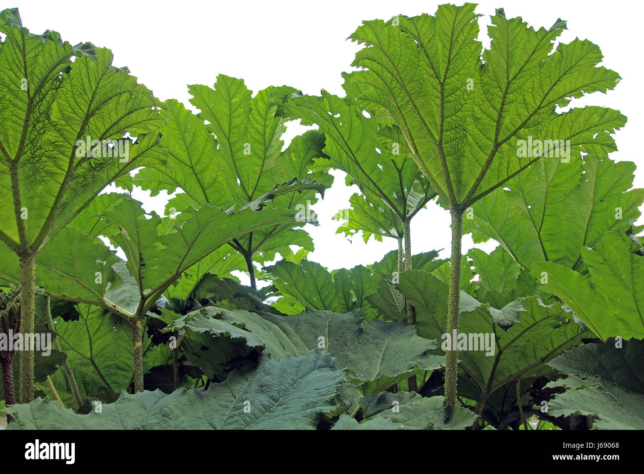 Green botanica pianta ornamentale natura vegetale mammutblatt gunnera mammutblatt Foto Stock