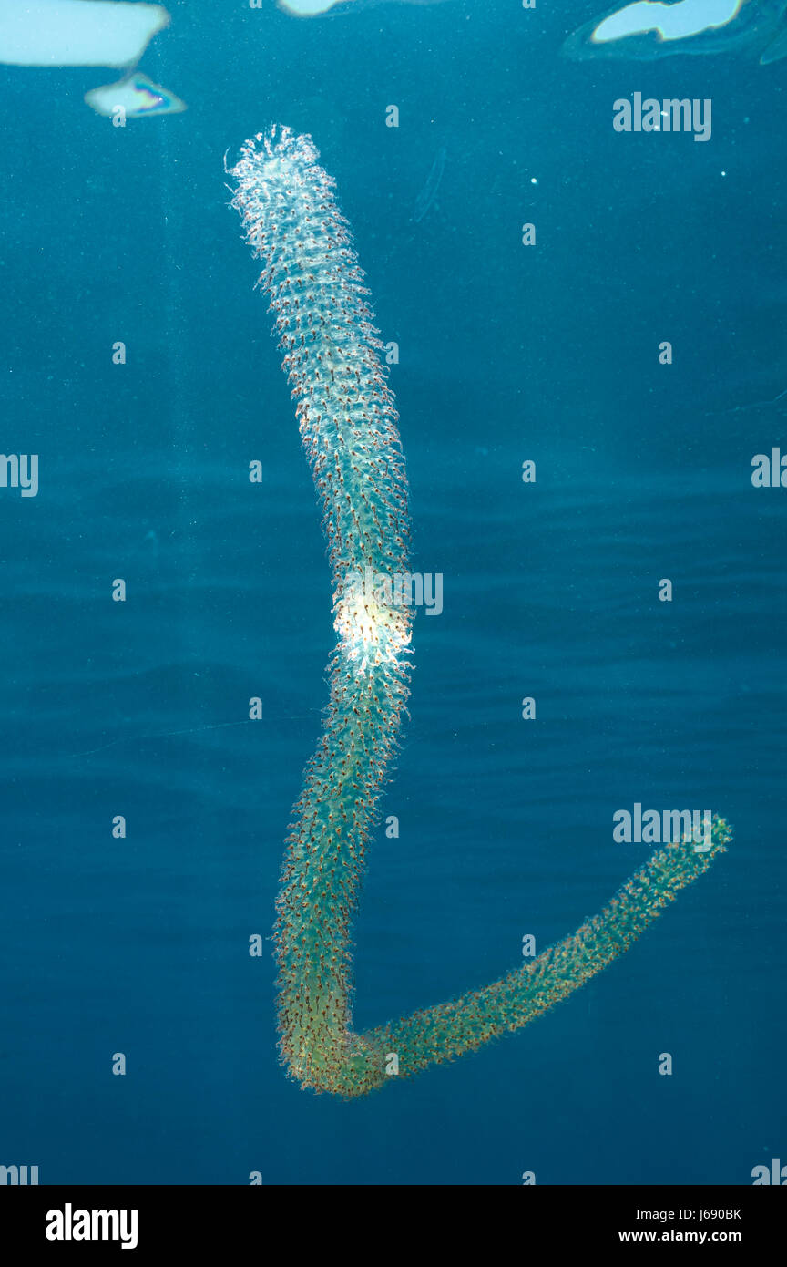 L'acqua sale mediterraneo acqua oceano mare plancton acqua sale del mediterraneo Foto Stock