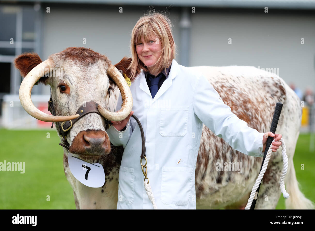 Royal Welsh Festival di Primavera, Builth Wells, Powys, Galles - Maggio 2017 - Margaret Llewellyn di Carmarthenshire visualizza il suo Longhorn mucca nel giudicare l'anello per rare e nativi di razze bovine a sezione per il giorno di apertura del Royal Welsh Festa della Primavera. Credito: Steven Maggio/Alamy Live News Foto Stock