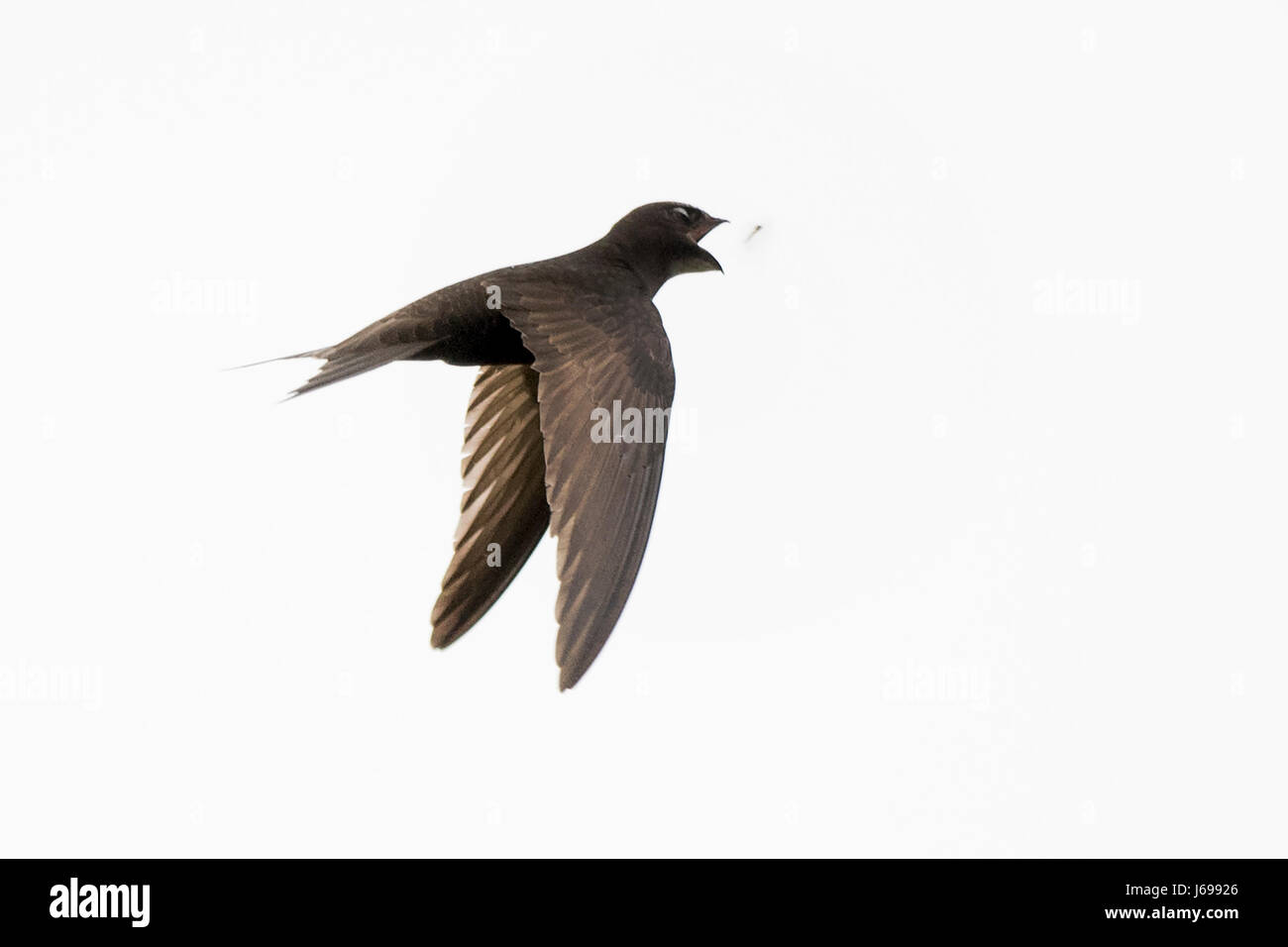 Titchwell RSPB Riserva Nord Norfolk, Regno Unito. Il 20 maggio 2017. Common Swift Apus apus cattura una mosca a Titchwell RSPB Riserva Nord Norfolk Credito: David Tipling Photo Library/Alamy Live News Foto Stock