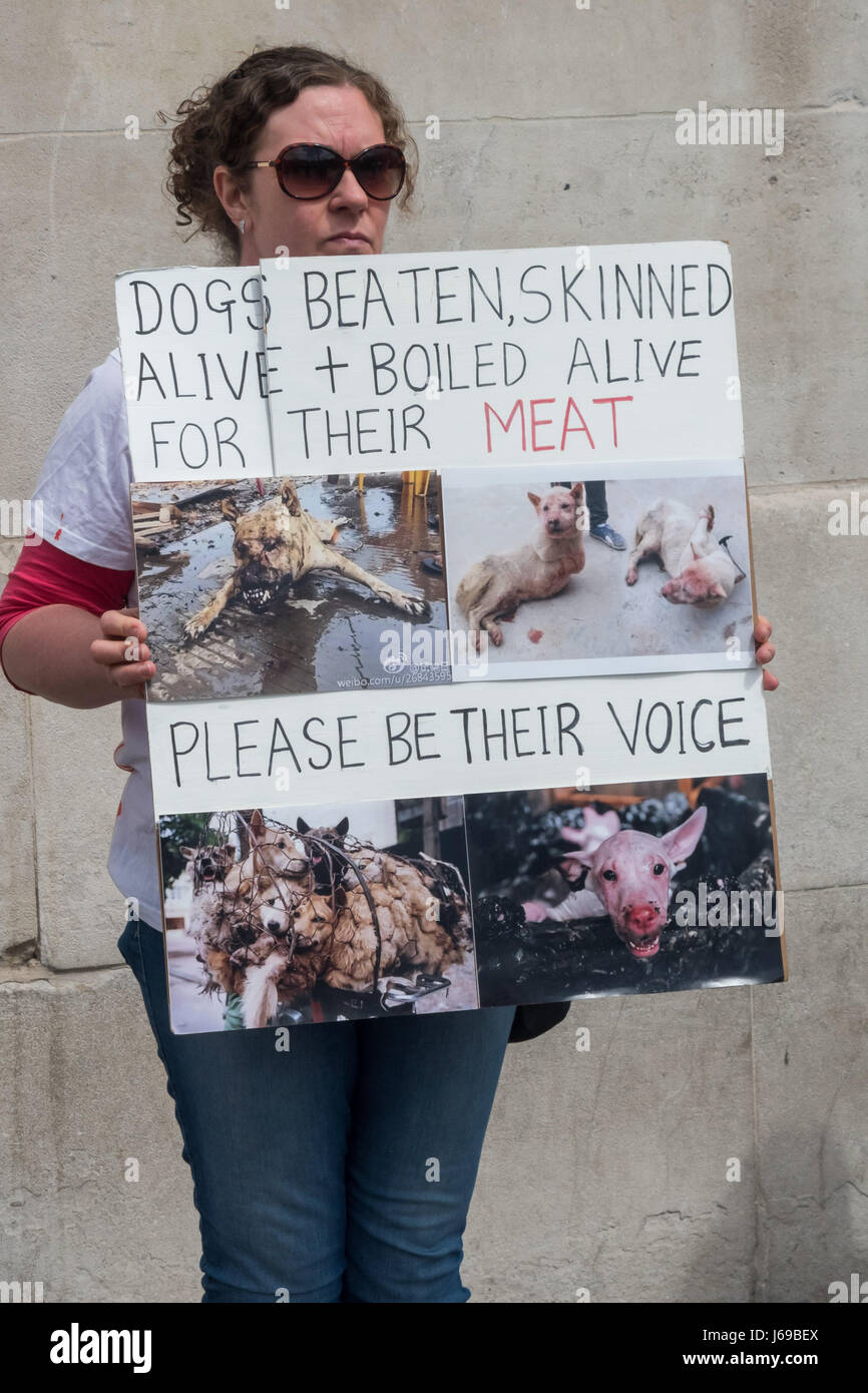 Londra, Regno Unito. Il 20 maggio 2017. Manifestanti stand in Trafalgar square accanto agli altri in tutto il mondo per la lotta della carne di cane benevolenza e compassione giorno chiamando per leggi in tutto il mondo per protestare contro gli animali, soprattutto i cani e gatti che sono crudelmente uccisi per la loro pelliccia e per essere mangiato. Alcuni detenuti cartelloni con immagini orribili di vivere i cani volutamente torturati in mercati in Cina e Corea. La Cina è il più grande esportatore mondiale di indumenti di pelliccia, sourcing le pellicce di cane e gatto nei macelli, cane e tappeti di pelle con la testa ancora attaccata sono popolari in Cina, Credito: Peter Marshall / Alamy L Foto Stock