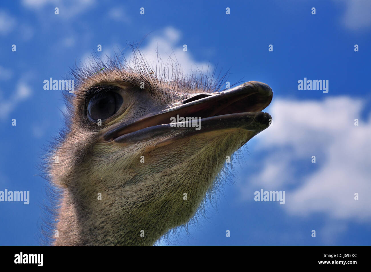 Uccelli uccelli testa di struzzo nosegay macro close-up di ammissione macro vista ravvicinata Foto Stock