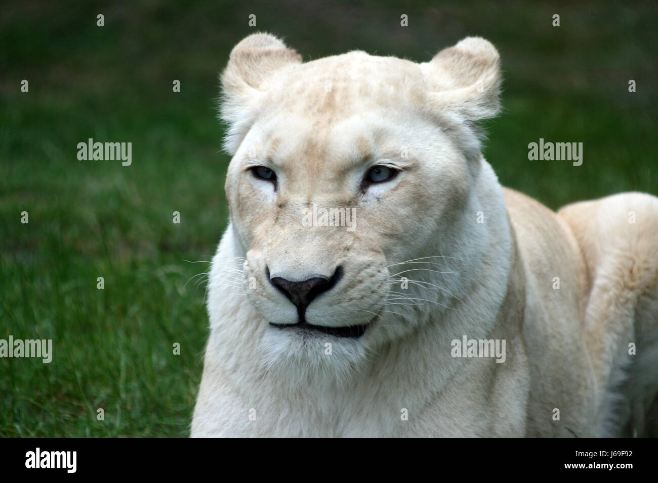 leonessa bianca Foto Stock