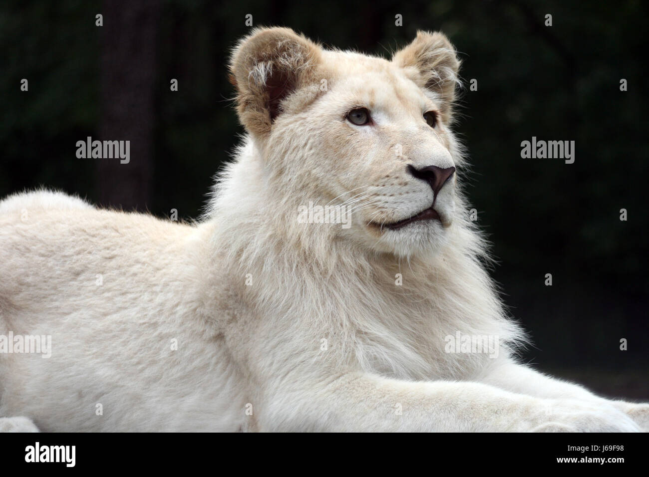 Africa animali lion cat gatto grande predatore felino predator leonessa africa animali Foto Stock