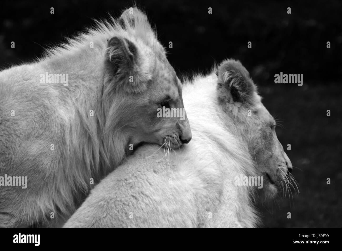 Africa lion cat gatto grande predatore felino predator leonessa lwenbabys lwenkinder Foto Stock