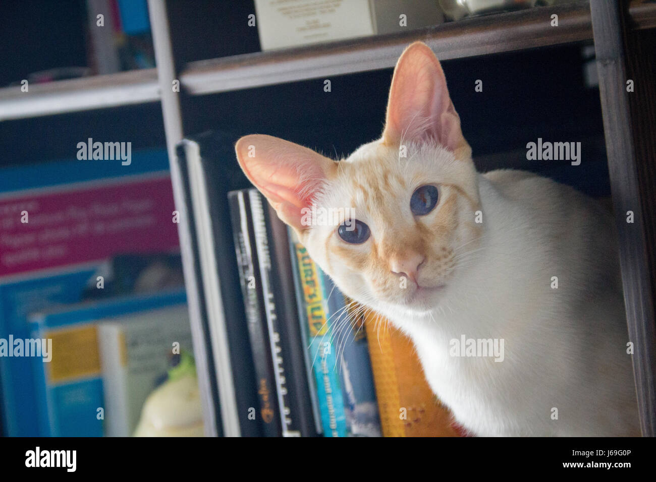 Siamois gatto in un bibliotheque Foto Stock