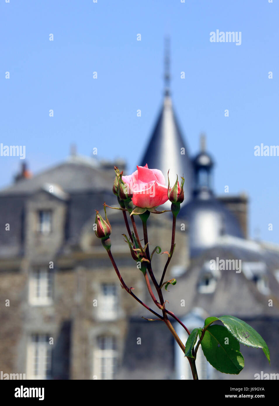 Fiore pianta di rose bud fiaba La bella addormentata racconto rosa fiore simbolico Foto Stock