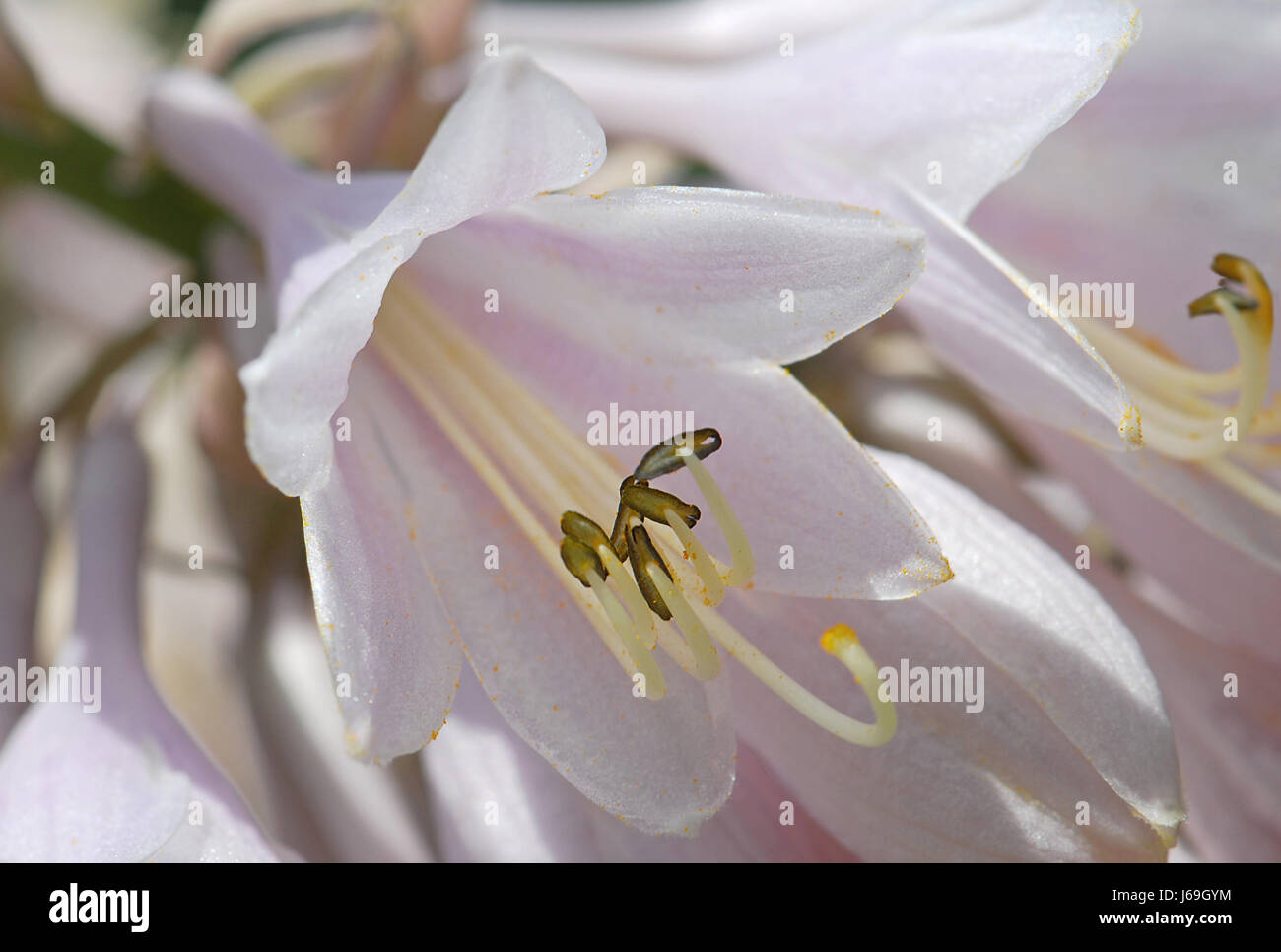 Piante e fiori bloom blossom fiorire fiorente macro close-up di ammissione macro Foto Stock