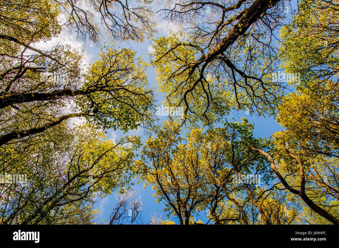 Basso angolo vista sugli alberi a molla nella foresta di faggio Foto Stock