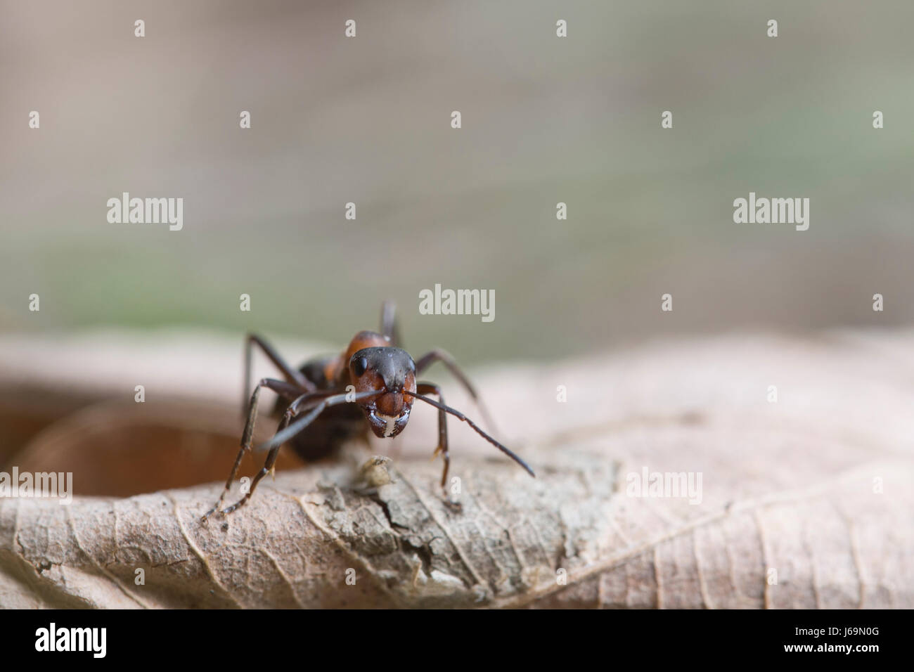 Red wood ant - formica rufa Foto Stock