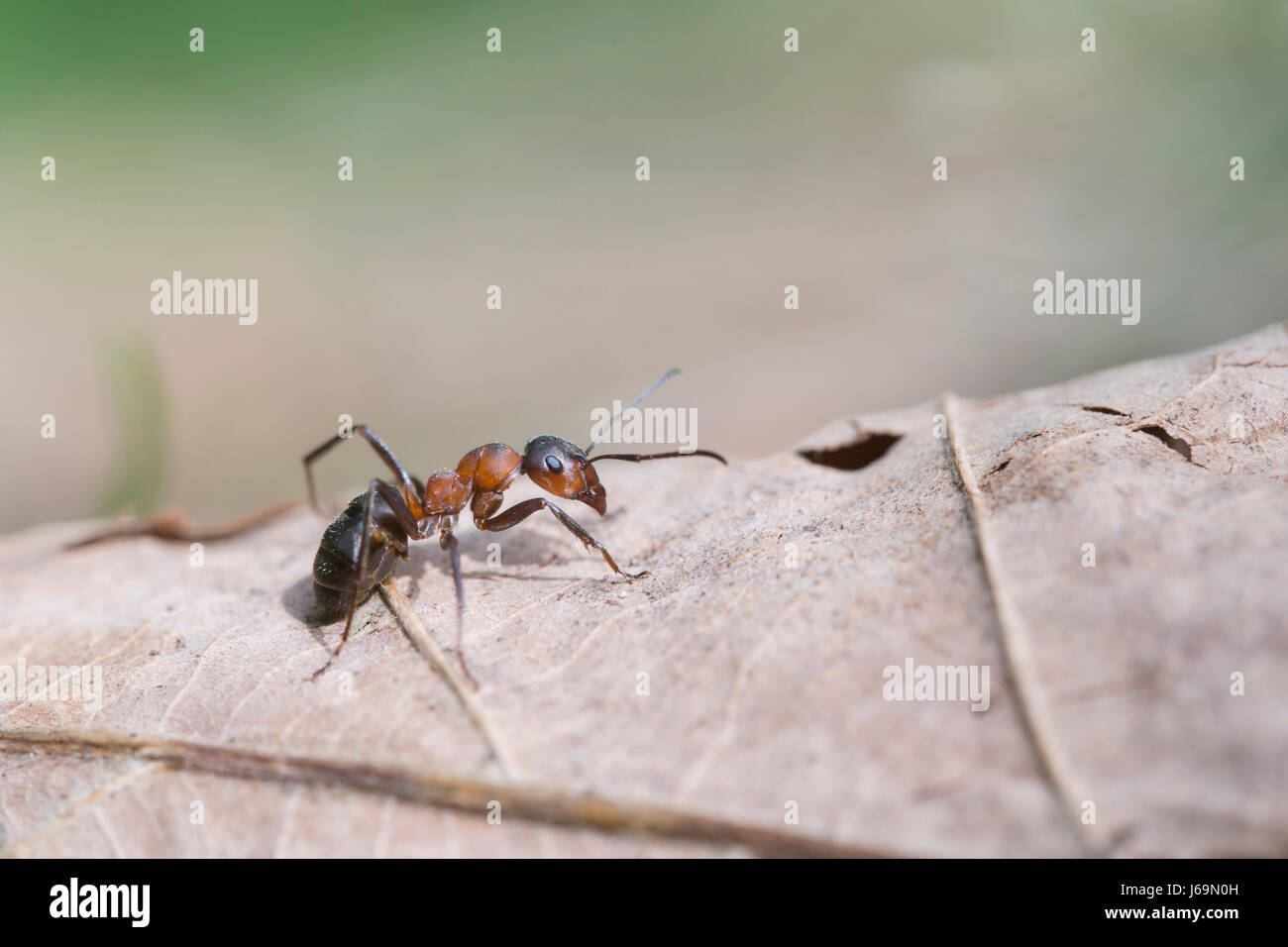 Red wood ant - formica rufa Foto Stock