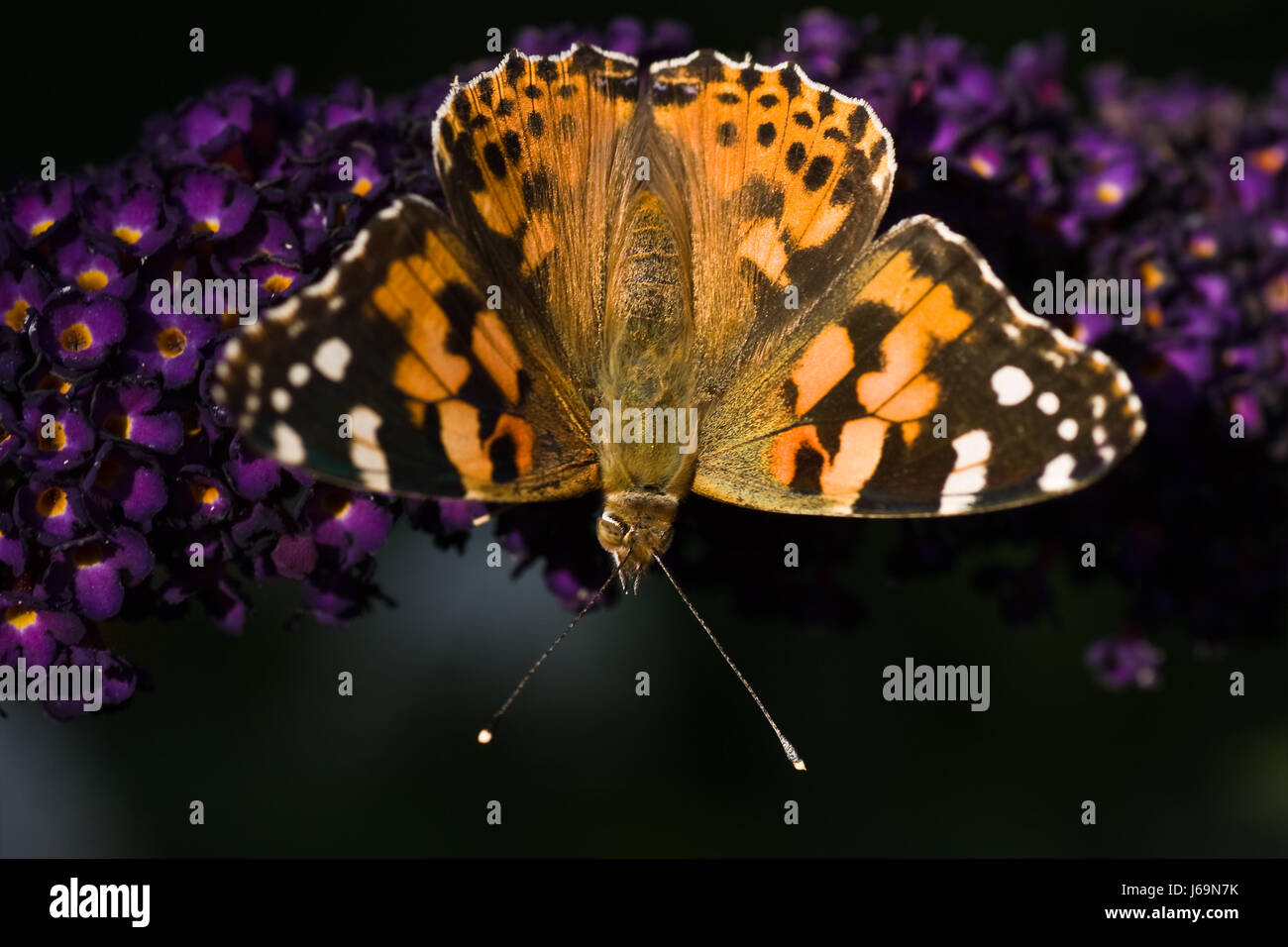 Animali insetti insetti butterfly animali Farfalle bellissime beauteously nice Foto Stock