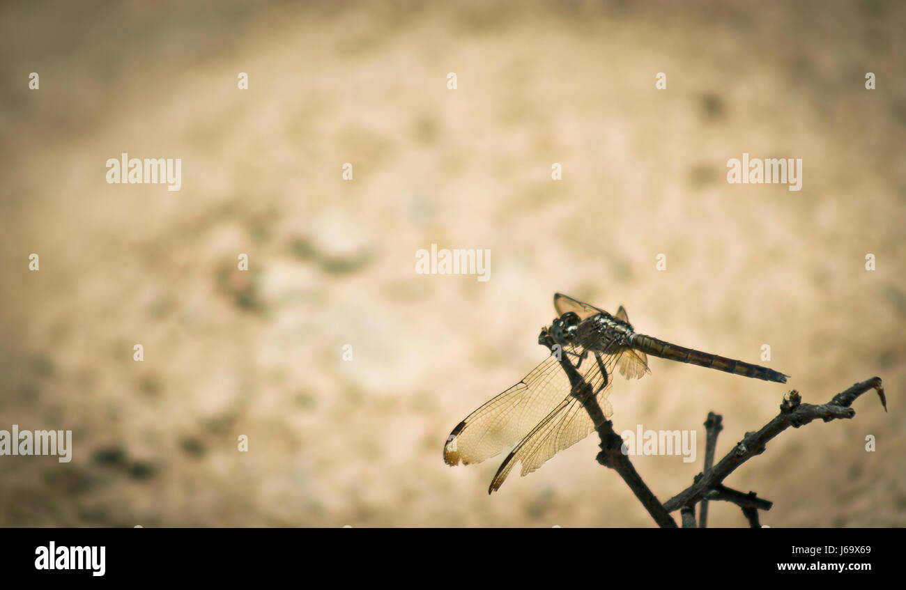 Lato alto angolo vista di libellula appoggiata sul secco ramo di bush Foto Stock
