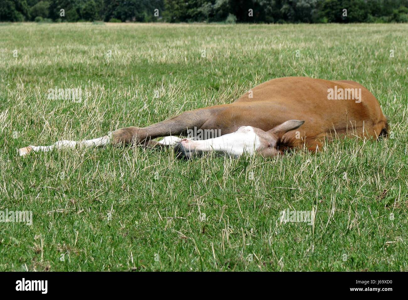 puledro di sonno Foto Stock