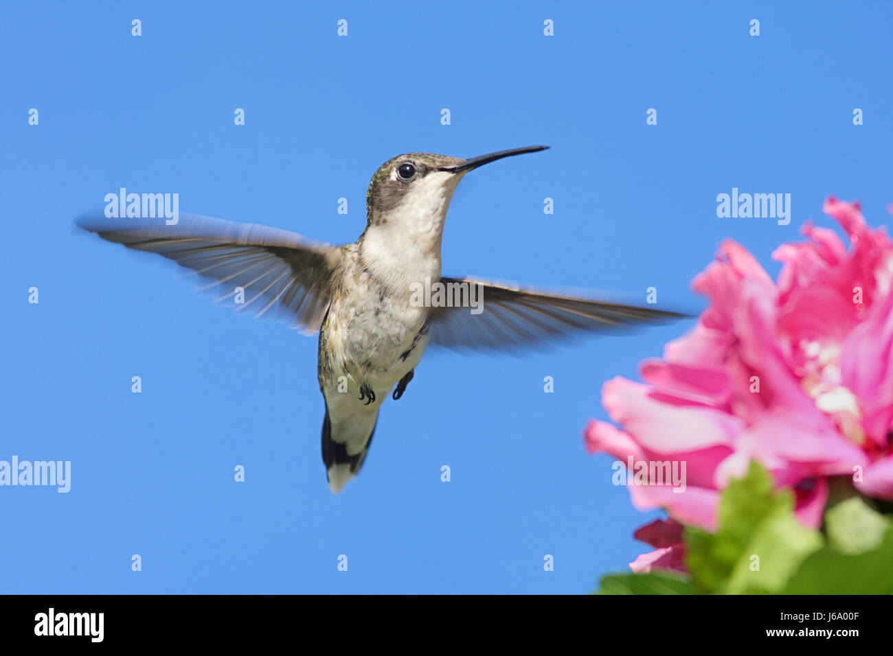 Piante e fiori uccelli selvatici hibiscus hummingbird firmamento cielo natura uccelli animali Foto Stock