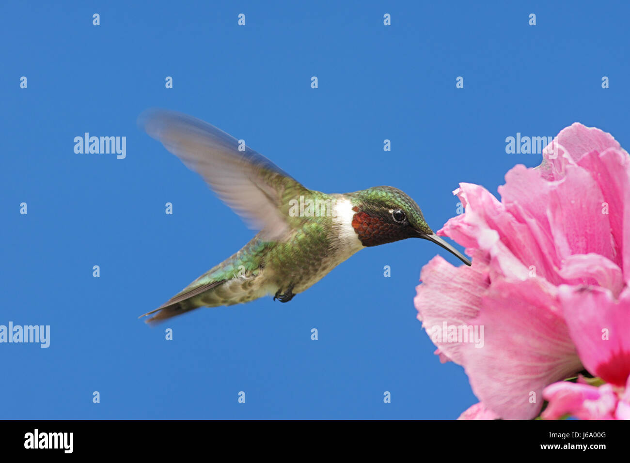 Piante e fiori uccelli selvatici hibiscus hummingbird firmamento cielo natura uccelli animali Foto Stock