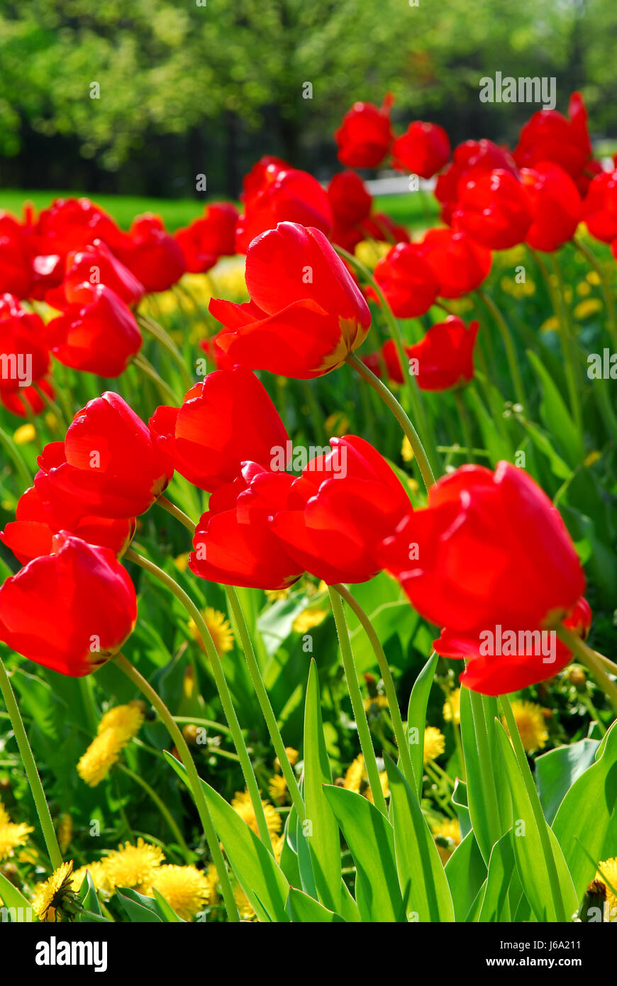 Parco dei Fiori Piante Fiori tulipani fiore rosso bed aiuola giardino di piante e fiori Foto Stock