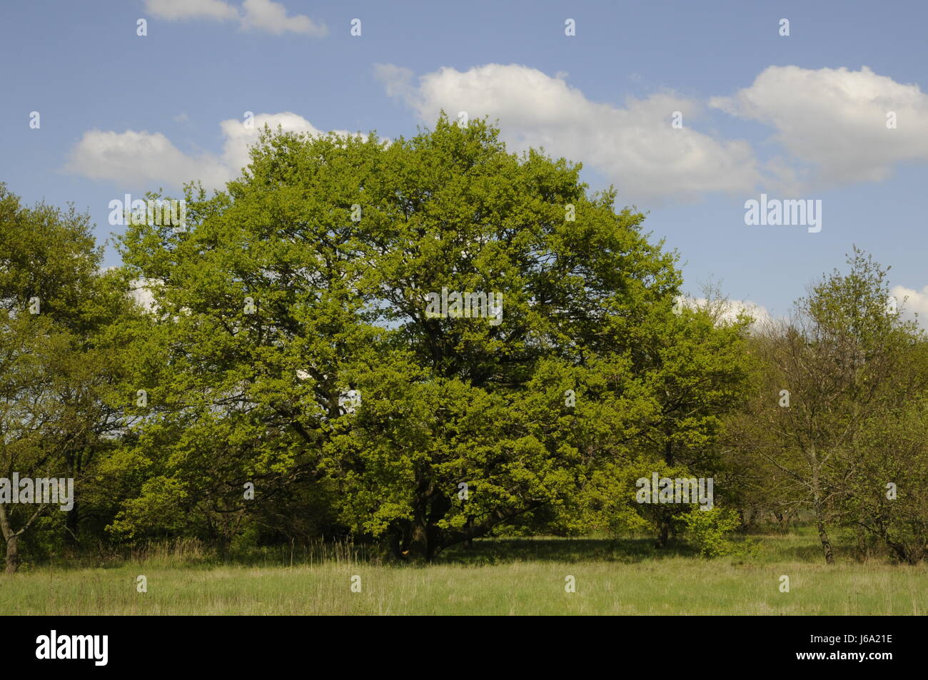 Alberi al margine della foresta Foto Stock