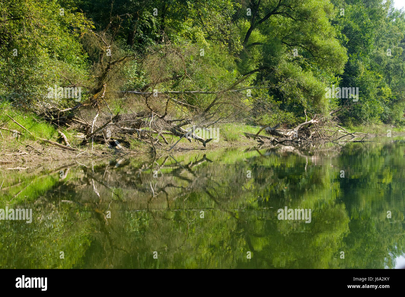 Parco nazionale di natura austriaci-santuario Danubio inalterate unico albero verde Foto Stock