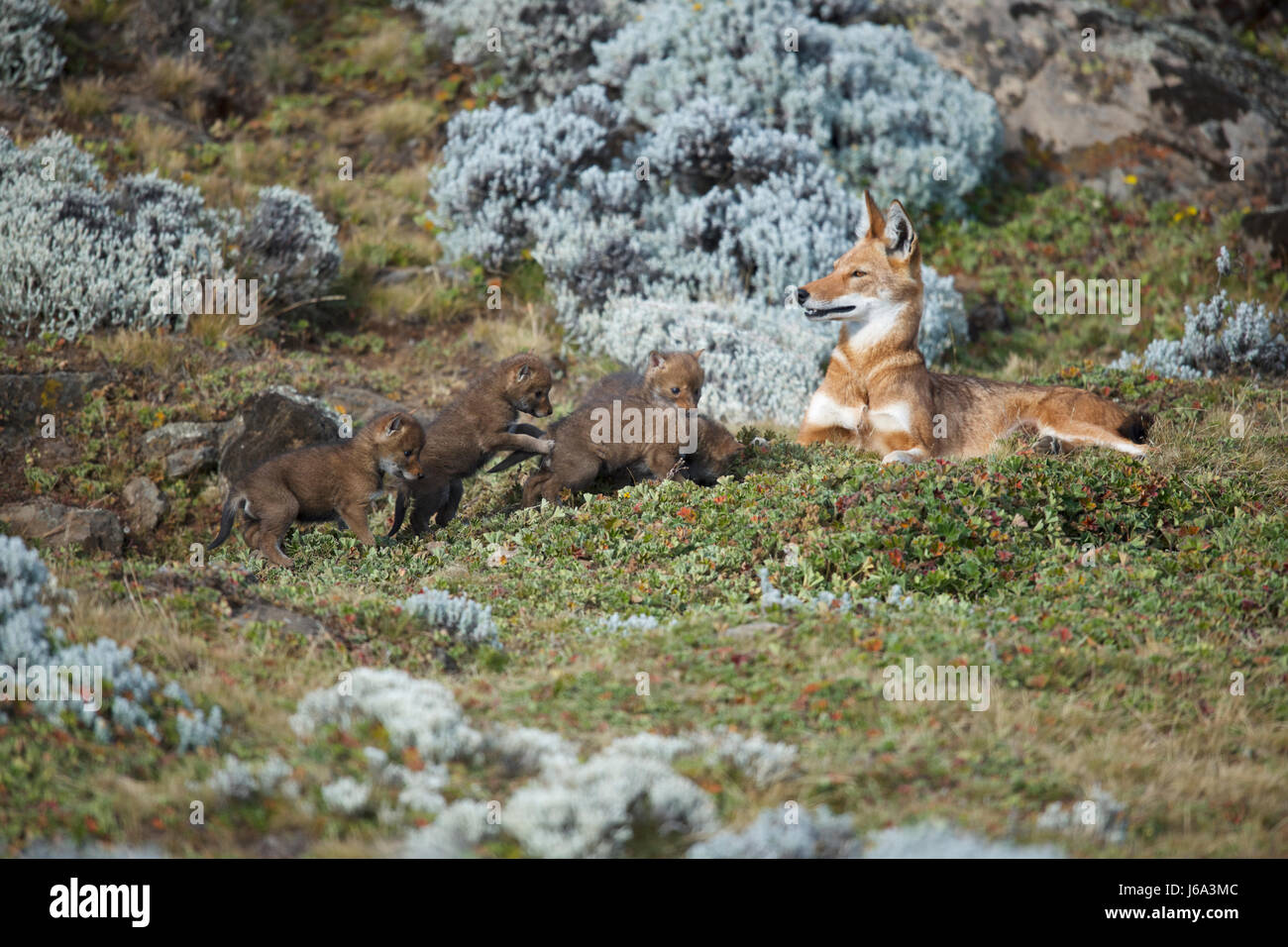 Africa, Etiopia, Bale Mountains National Park, Web Valley. Lupo etiope. Canis simensis Foto Stock