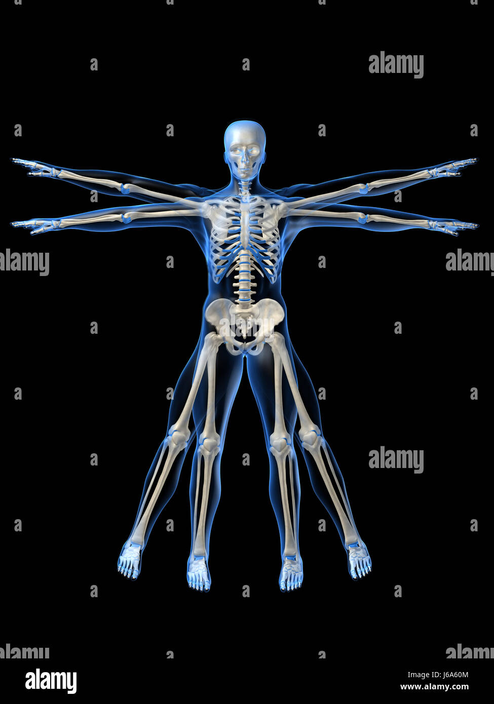 Uomo uomo scheletro cranio anatomia della colonna vertebrale mal di schiena salute medicalmente Foto Stock