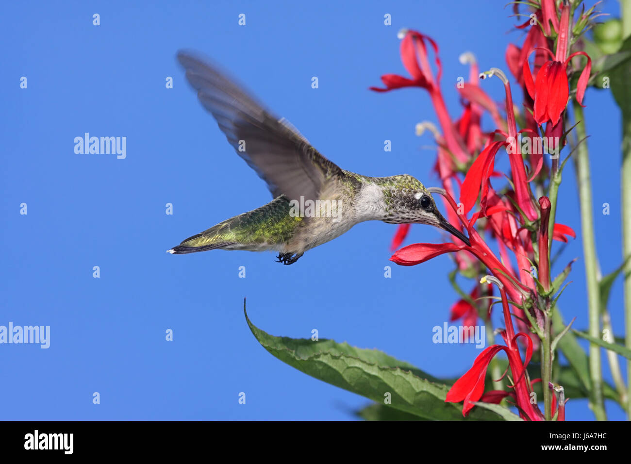 Piante e fiori uccelli selvatici hummingbird animale di natura uccelli fiore pianta della fauna Foto Stock