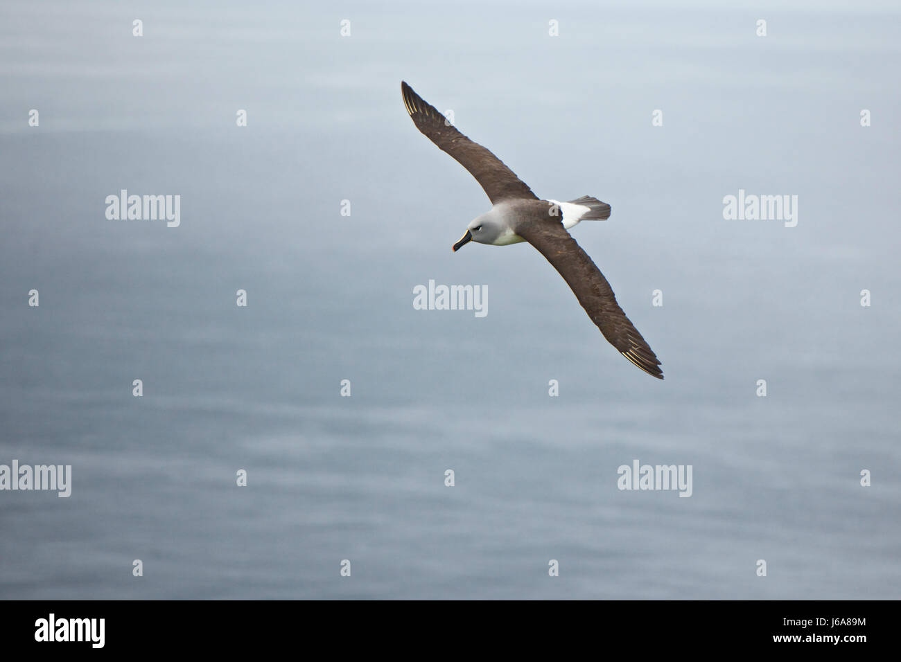 A testa grigia (albatross Thalassarche chrysostoma), su Diego Ramirez Island, Cile, Tierra de Fuego Foto Stock