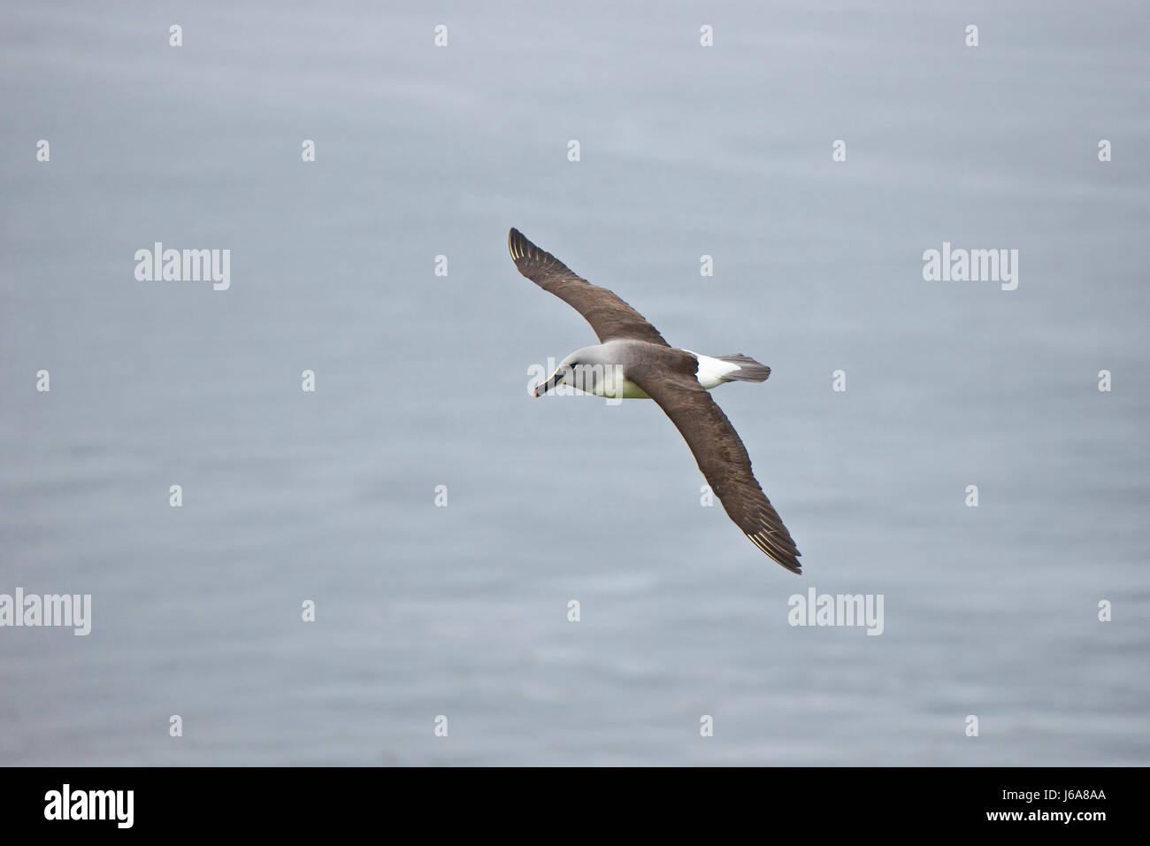 A testa grigia (albatross Thalassarche chrysostoma), su Diego Ramirez Island, Cile, Tierra de Fuego Foto Stock