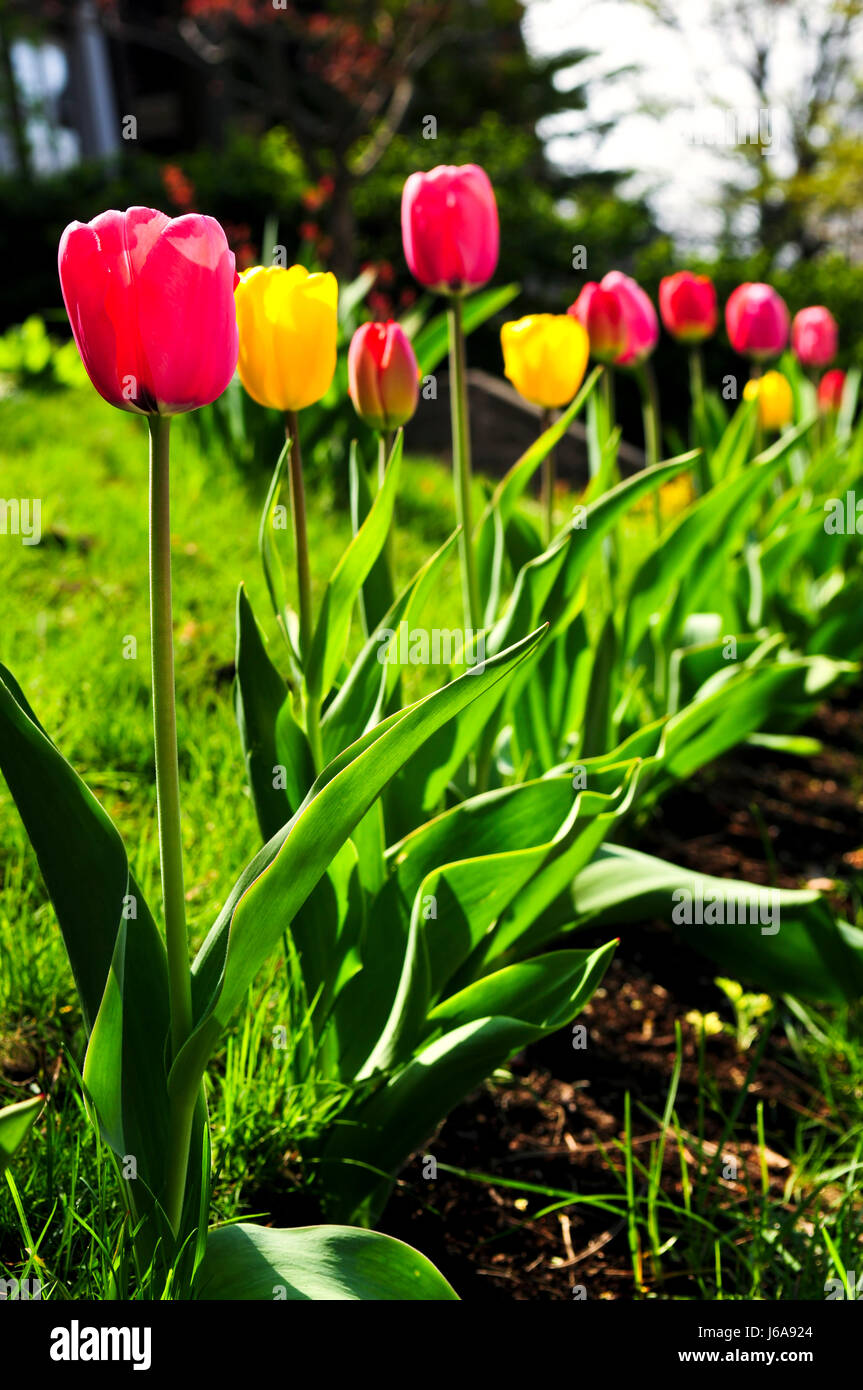 Giardino fiore fiori piante tulipani pasqua primavera aiuola aiuola vicino Foto Stock