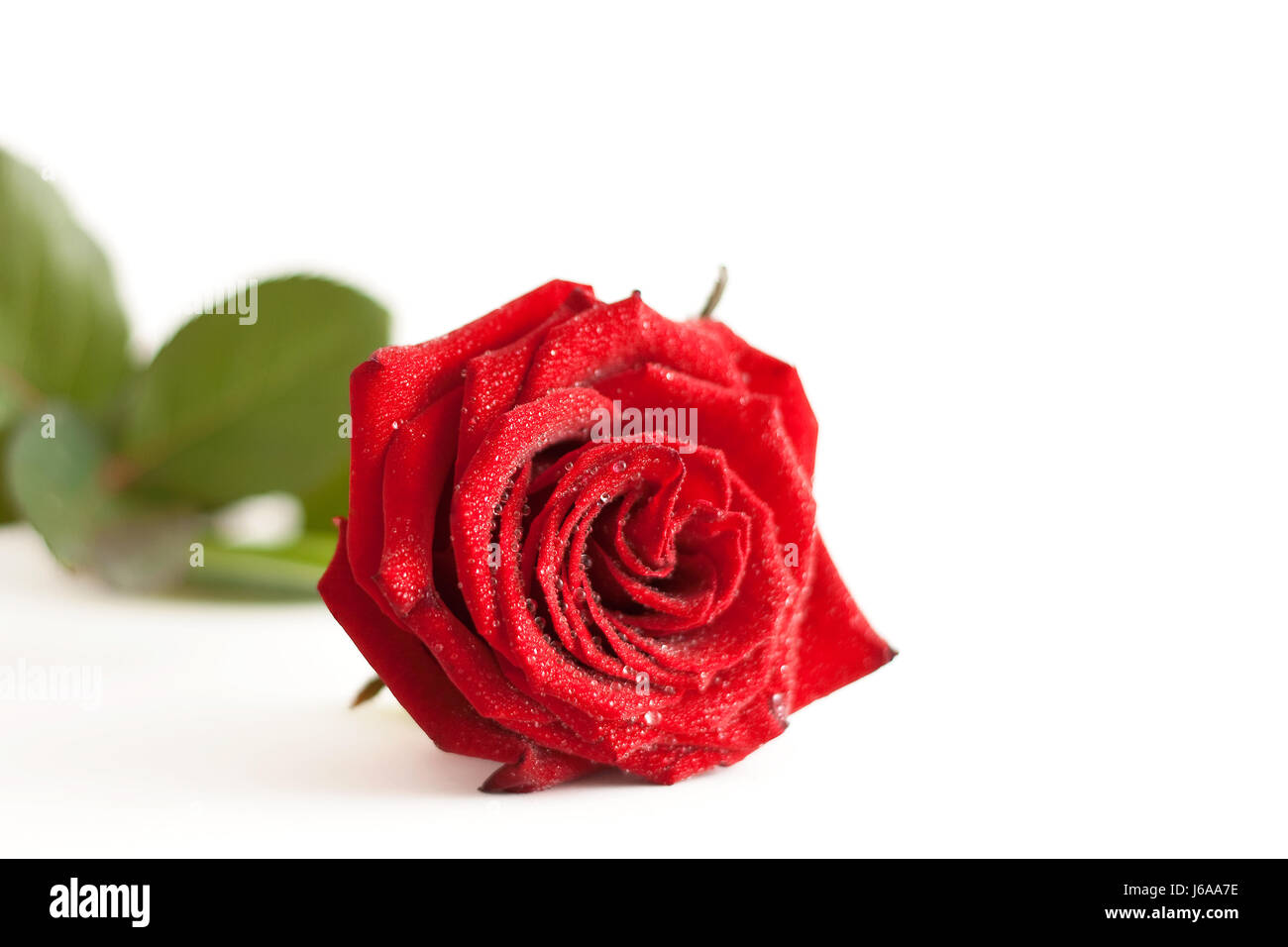 Piante e fiori rosa romanticismo amore in amore si innamorò di valentine acqua vicino Foto Stock