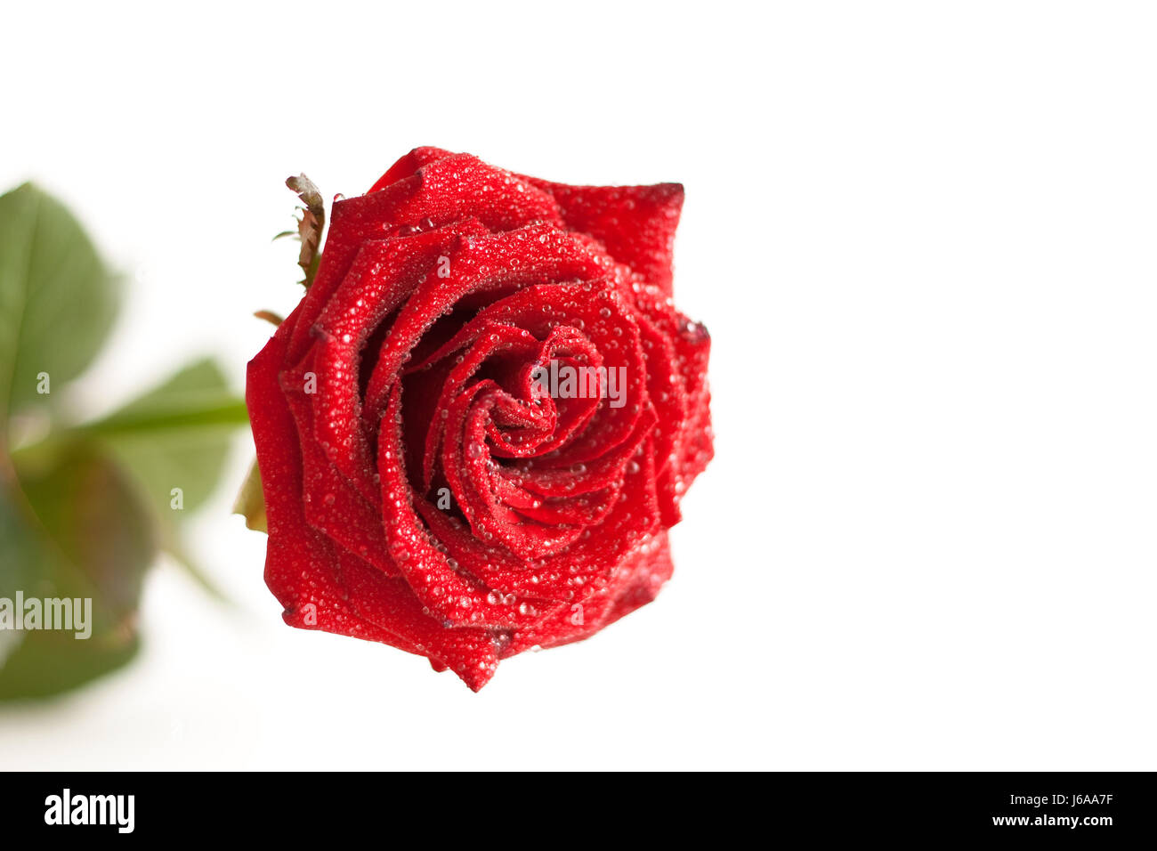 Piante e fiori rosa romanticismo amore in amore si innamorò di acqua vicino bella Foto Stock